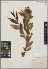Foto von Salix alba subsp. alba L. x Salix babylonica L.